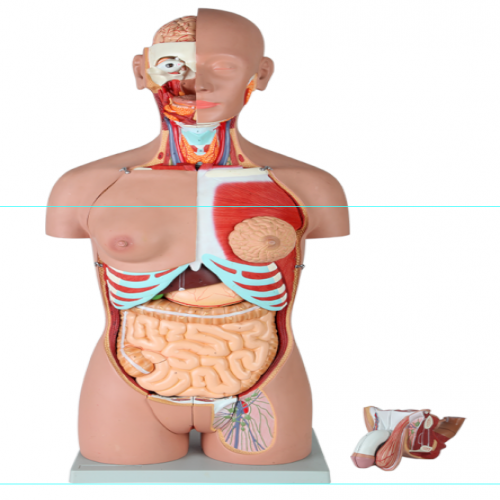 男、女兩性人體背部開放式半身軀干模型（87cm/29件）