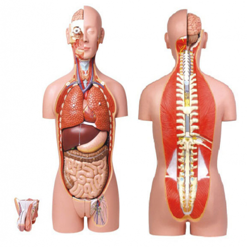 男、女兩性人體背部開放式半身軀干模型（87cm/27件）